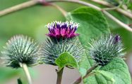 Lesser Burdock - Arctium minus (Hill) Bernh.