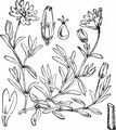 Starwort Mouse-Ear - Cerastium cerastoides (L.) Britton