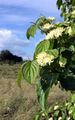 Dogwood - Cornus sanguinea L.