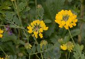 Scorpion-Vetch - Coronilla coronata L.