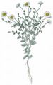 Austrian Chamomile - Cota austriaca (Jacq.) Sch. Bip.