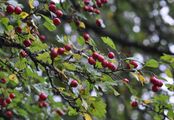 Midland Hawthorn - Crataegus laevigata (Poir.) DC.