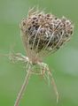 Wild Carrot - Daucus carota L. 