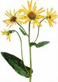 Österreichische Gemswurz - Doronicum austriacum Jacq.