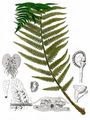 Male-Fern - Dryopteris filix-mas (L.) Schott