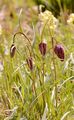 Gewöhnliche Schachblume - Fritillaria meleagris L.
