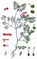 Common Fumitory - Fumaria officinalis L.