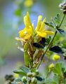 Dyer's Greenweed - Genista tinctoria L.