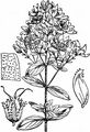 Hairy St John's-Wort - Hypericum hirsutum L.