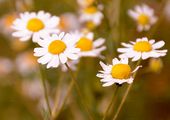 Echte Kamille - Matricaria chamomilla L.