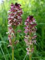 Burnt Orchid - Neotinea ustulata (L.) R. M. Bateman, Pridgeon & M. W. Chase