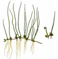 Pillwort - Pilularia globulifera L.