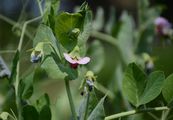 Garden Pea - Pisum sativum L.
