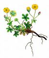 Spring Cinquefoil - Potentilla tabernaemontani Asch.