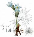 Eastern Pasqueflower - Pulsatilla patens (L.) Mill.