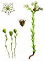 Sumpf-Fetthenne - Sedum villosum L.