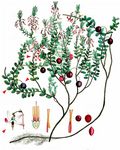 Großfrüchtige Moosbeere - Vaccinium macrocarpon Aiton 