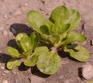 Gewöhnlicher Feldsalat - Valerianella locusta (L.) Laterr.