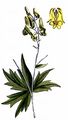 Gelber Eisenhut - Aconitum lycoctonum L.