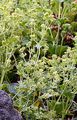 Intermediate Lady's Mantle - Alchemilla splendens Christ