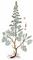 Sea Wormwood - Artemisia maritima L.
