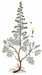 Strand-Beifuß - Artemisia maritima L. 
