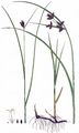 Purua Grass - Bolboschoenus planiculmis (F. W. Schmidt) T. V. Egorova