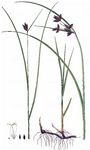 Verkannte Strandsimse - Bolboschoenus yagara (Ohwi) A. E. Kozhevn. 