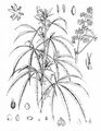 Echter Hanf - Cannabis sativa L.