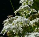 Whorled Caraway - Carum verticillatum (L.) W. D. J. Koch