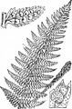 Starrer Wurmfarn - Dryopteris villarii (Bellardi) Schinz & Thell.