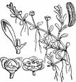 Six-Stamened Waterwort - Elatine hexandra (Lapierre) DC.