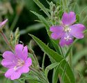 Great Willowherb - Epilobium hirsutum L.