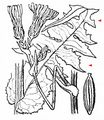 Hairless Blue-Sow-Thistle - Lactuca plumieri (L.) Gren. & Godr.