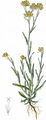 Jersey Cudweed - Laphangium luteoalbum (L.) Tzvelev