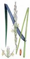 Lyme-Grass - Leymus arenarius (L.) Hochst.