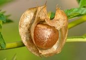 Apple-Of-Peru - Nicandra physalodes (L.) Gaertn.