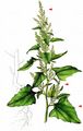 Upright Goosefoot - Oxybasis urbica (L.) S. Fuentes & al.