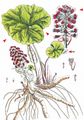 Butterbur - Petasites hybridus (L.) G. Gaertn. & al.