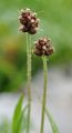 Berg-Wegerich - Plantago atrata Hoppe