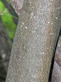 Chokecherry - Prunus virginiana L.