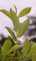 Buckthorns - Rhamnus alpina L.