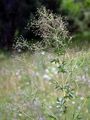 Small Meadow-Rue - Thalictrum simplex L.