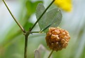 Hop Trefoil - Trifolium campestre Schreb.