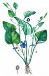 Wunder-Veilchen - Viola mirabilis L. 