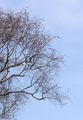 Downy Birch - Betula pubescens Ehrh.