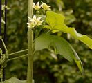 Schwarzfrüchtige Zaunrübe - Bryonia alba L.