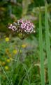 Schwanenblume - Butomus umbellatus L.