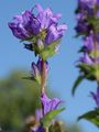 Büschel-Glockenblume - Campanula glomerata L.