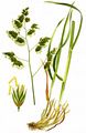 Gewöhnliches Knaulgras - Dactylis glomerata L.